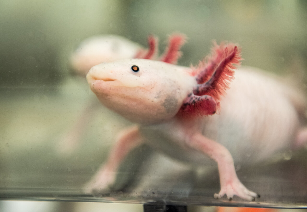 Axolotl Sadek