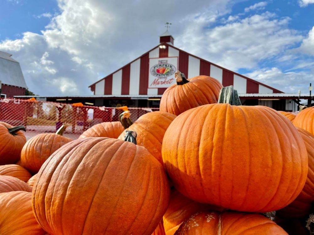 Pumpkin Patch 